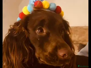 Cocker Spaniel dogs Meet milo the Loveing bouncy cocker spaniel - Advert 4