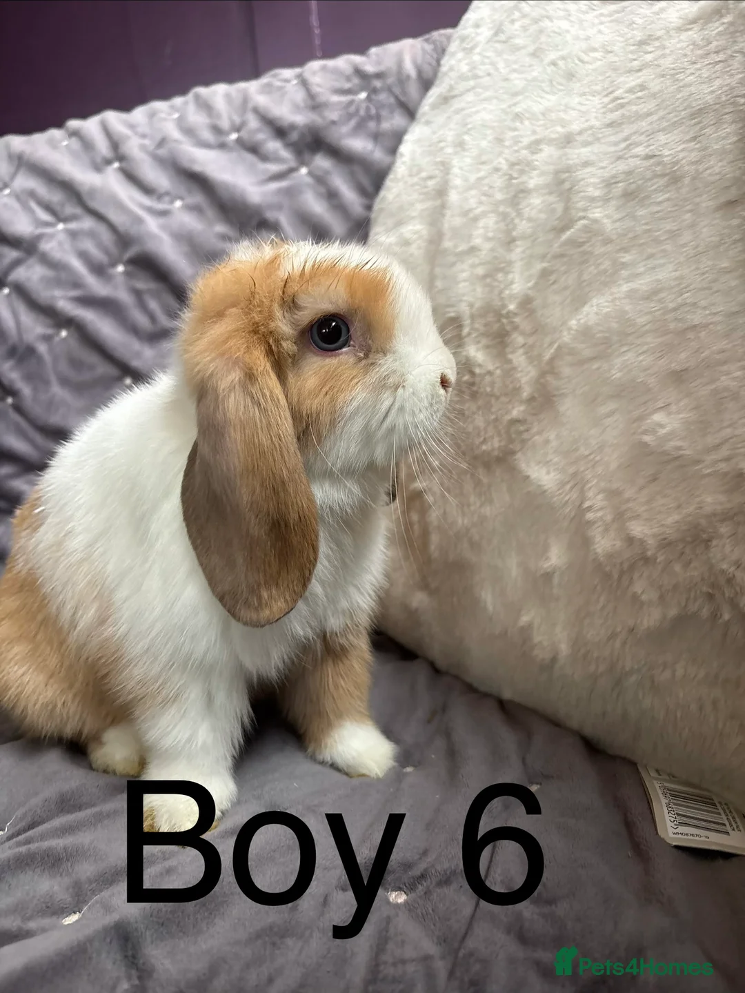Mini Lop rabbits for sale: Stunning mini lops (vaccinated)  - Advert 15