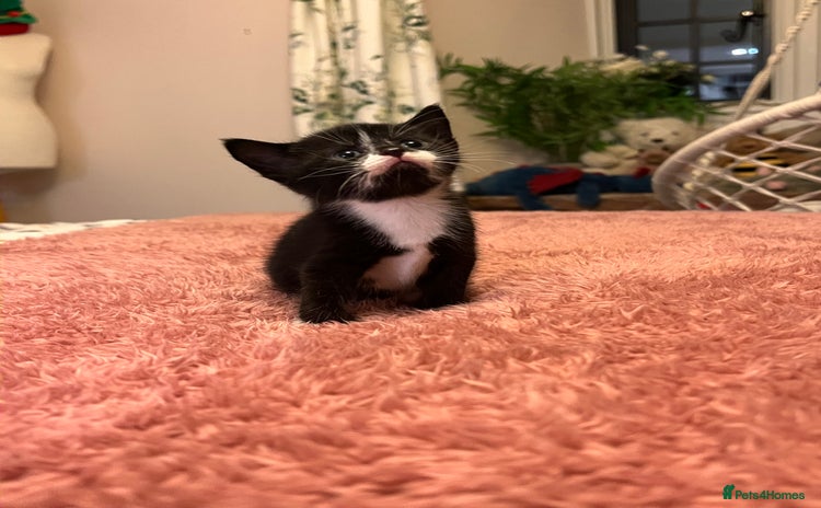 Domestic Shorthair cats Russian blue mix - Advert 8