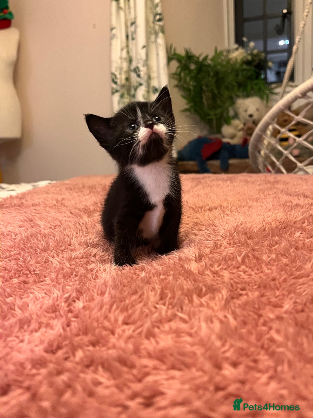 Domestic Shorthair cats for sale: Russian blue mix - Advert 1