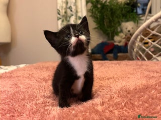 Domestic Shorthair cats Russian blue mix - Advert 2