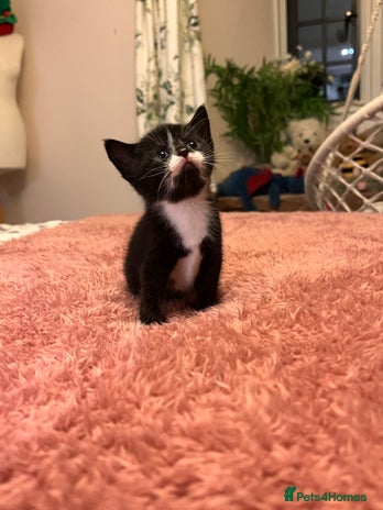 Domestic Shorthair cats Russian blue mix - Advert 1