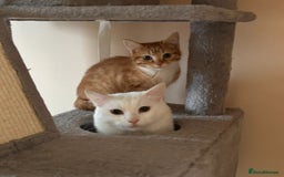 Maine Coon cats for sale: Garfield - mixed Maine coon - Image 3