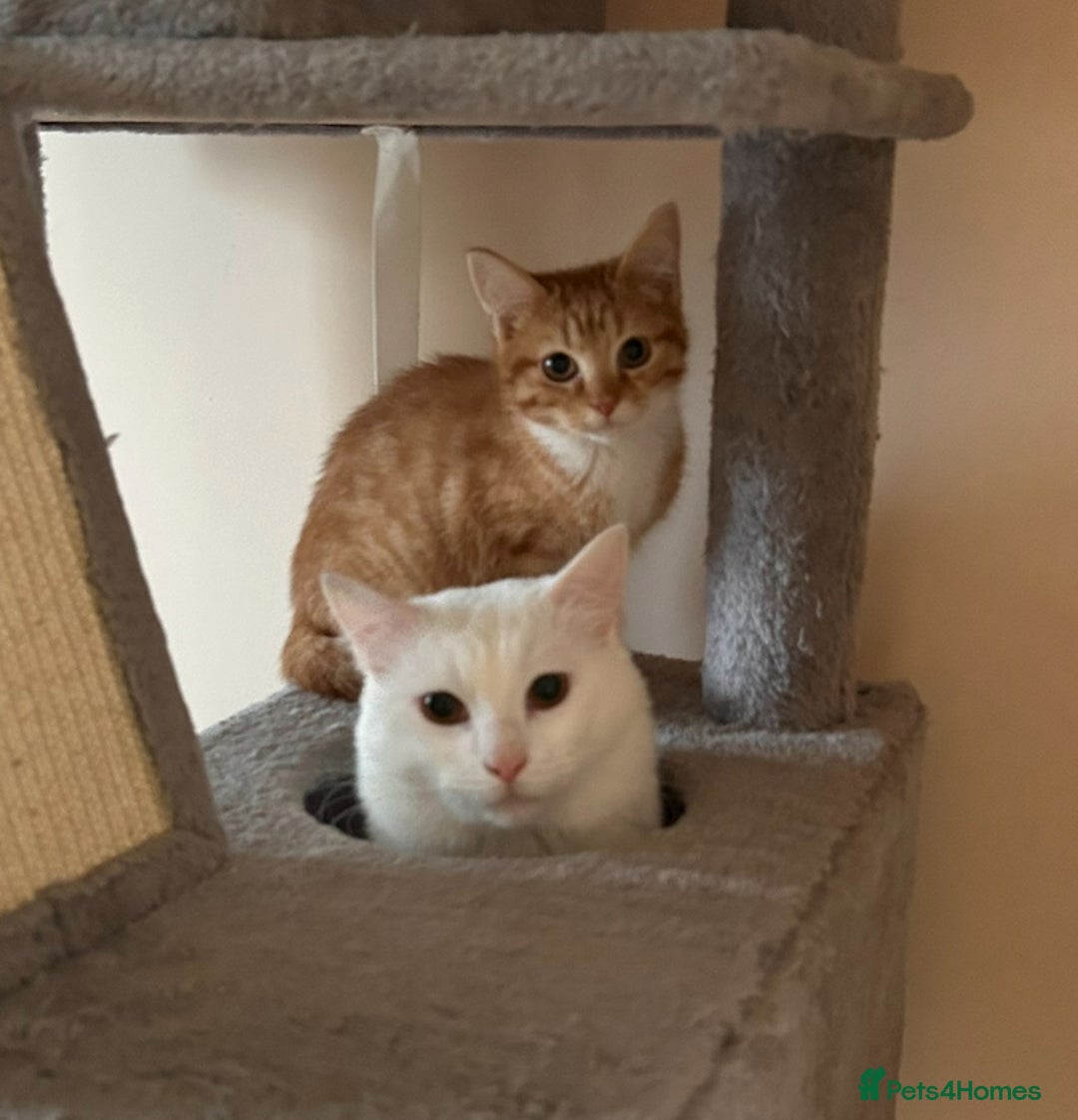 Maine Coon cats for sale: Garfield - mixed Maine coon - Image 3