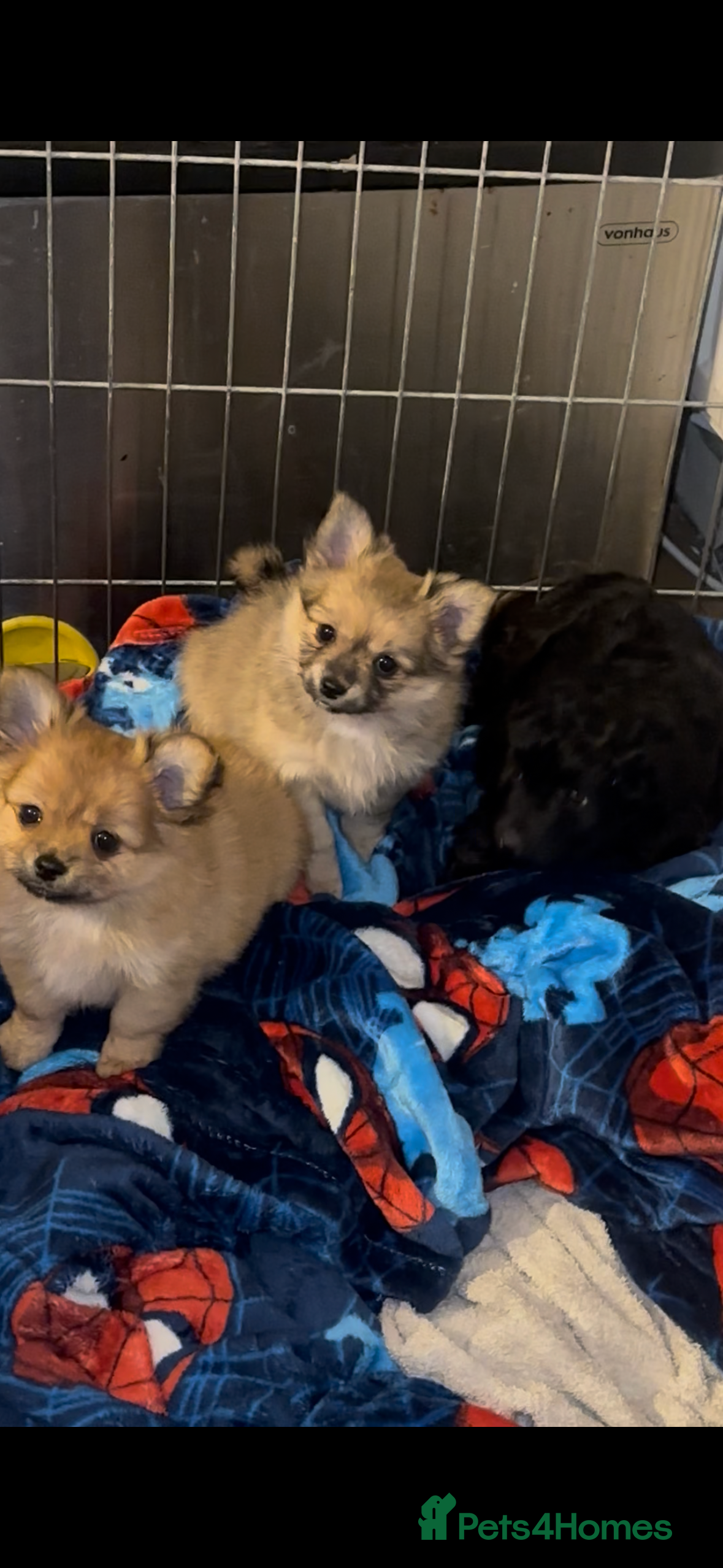 Pomchi dogs stunning fluffy girls  - Advert 1