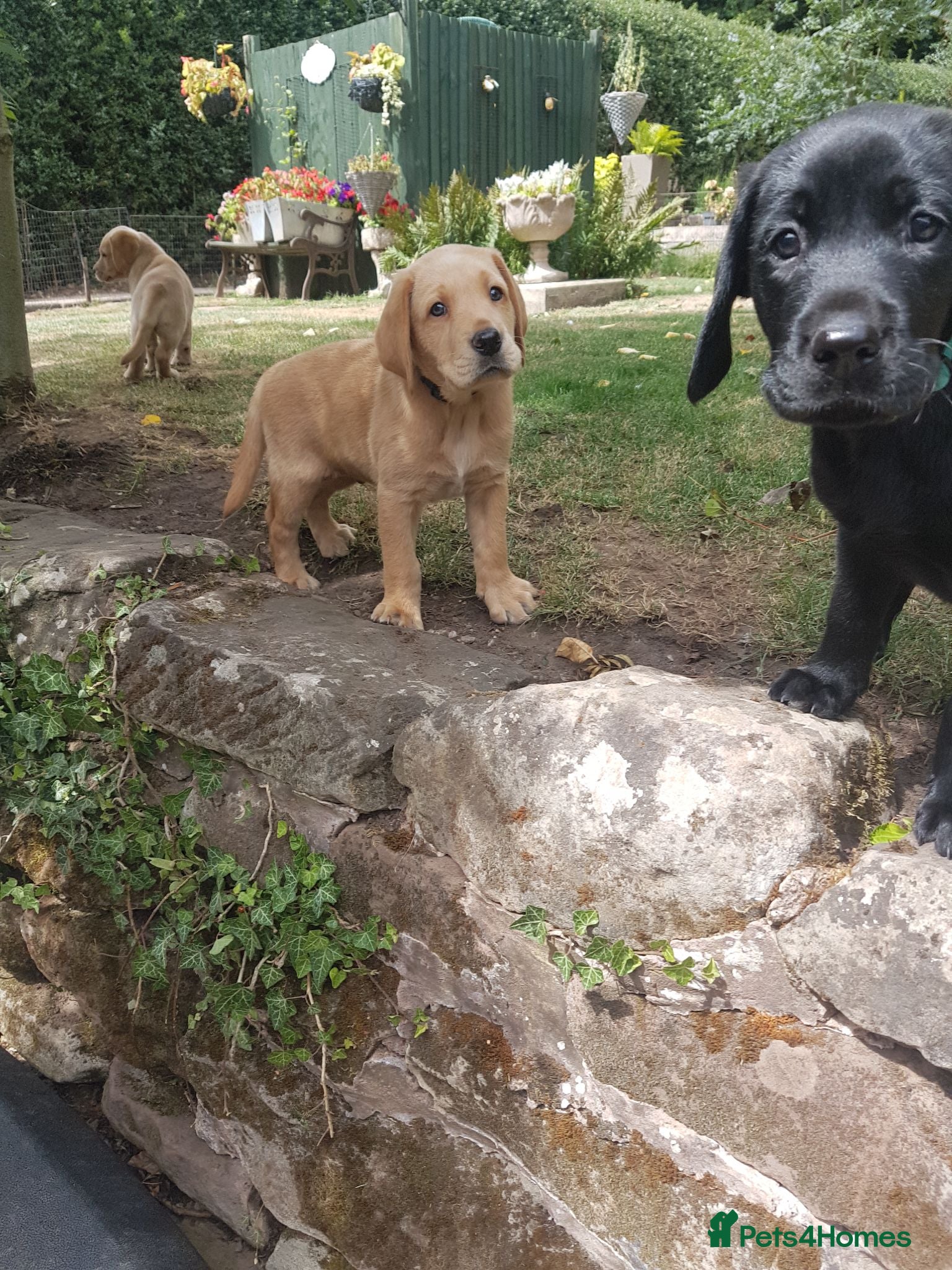 Labrador Retriever dogs Excellent KC Registered Labrador puppies  - Advert 1