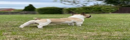 French Bulldog dogs for stud: French Bulldog Stud Bernie Brown - Advert 17