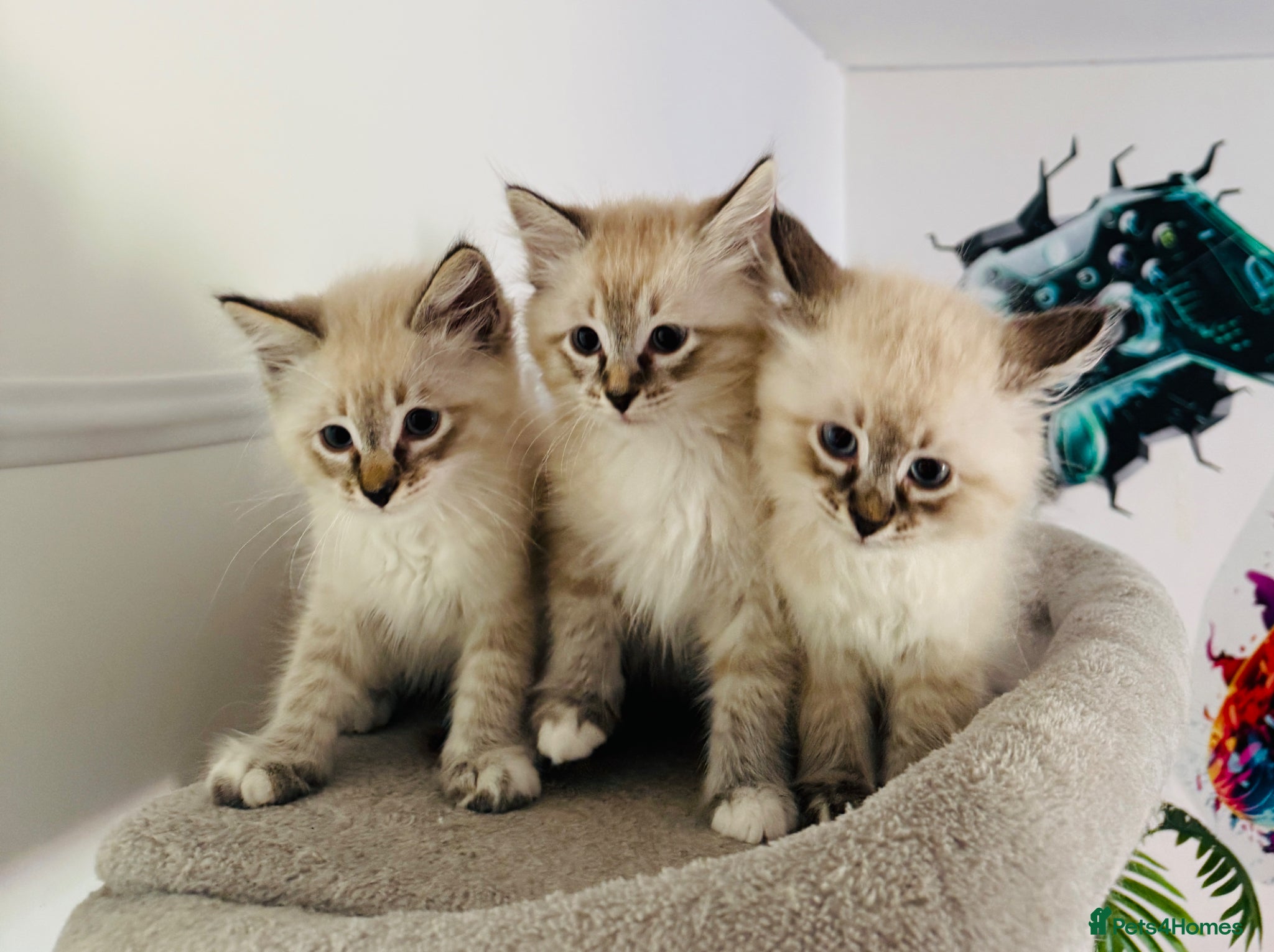 Siberian cats Pure Siberian Neva Masquerade kittens - Advert 3