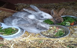 Mixed Breed rabbits for sale: Baby rabbits  - Advert 8