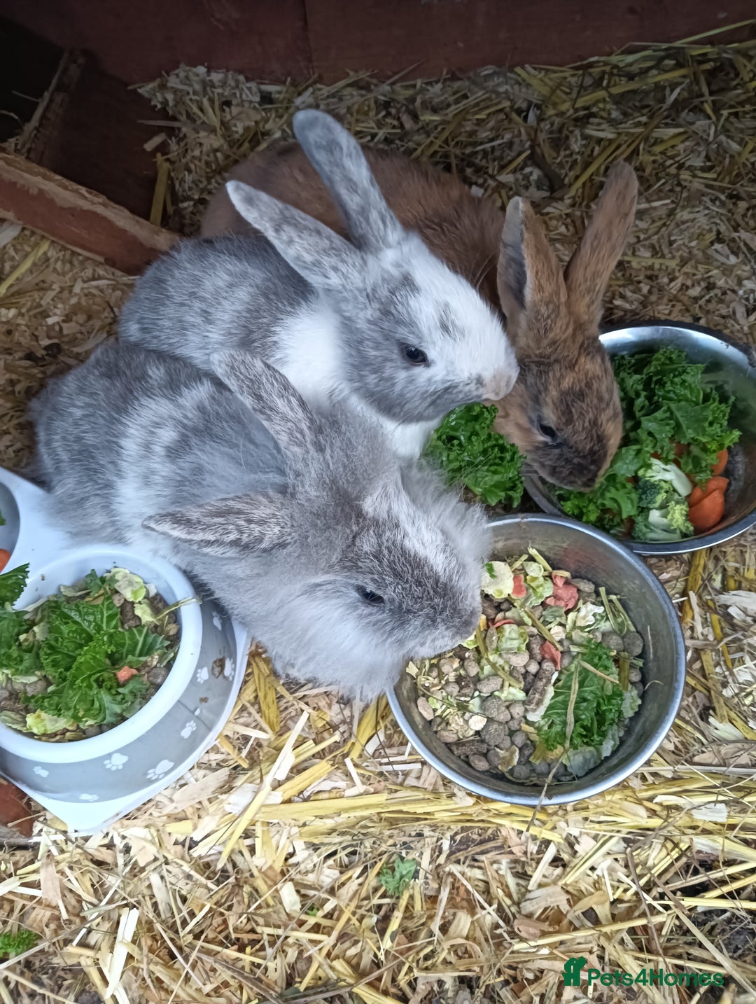Mixed Breed rabbits for sale: Baby rabbits  - Advert 8