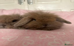 Mini Lion Lop rabbits for sale: Gorgeous fluffy little mini lion lop baby bunny’s  - Advert 1