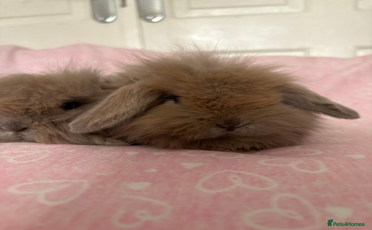 Mini Lion Lop rabbits Gorgeous fluffy little mini lion lop baby bunny’s  - Advert 3