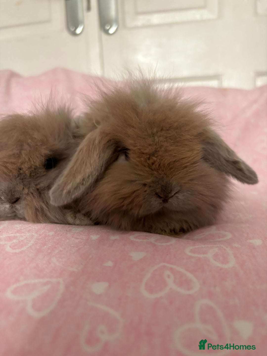 Mini Lion Lop rabbits for sale: Gorgeous fluffy little mini lion lop baby bunny’s  - Advert 1