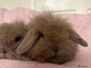 Mini Lion Lop rabbits Gorgeous fluffy little mini lion lop baby bunny’s - Advert 2