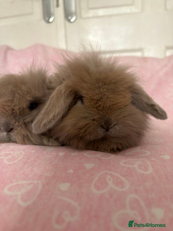 Mini Lion Lop rabbits Gorgeous fluffy little mini lion lop baby bunny’s - Advert 2