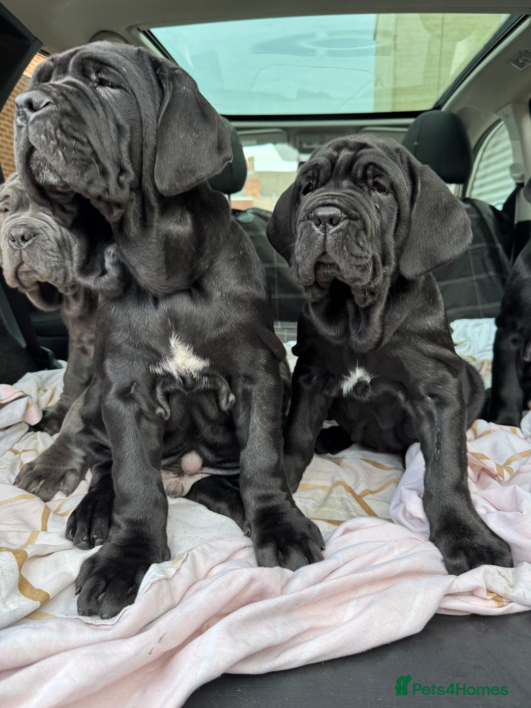 Mastiff dogs for sale: 2 Neapolitan mastiff puppies black girls  - Advert 12