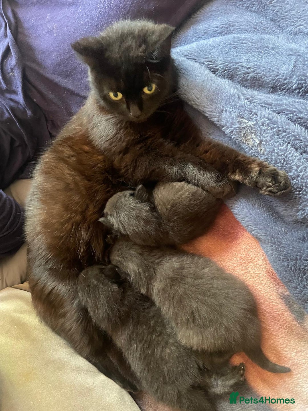 Mixed Breed cats for sale: Beautiful girl  - Image 9