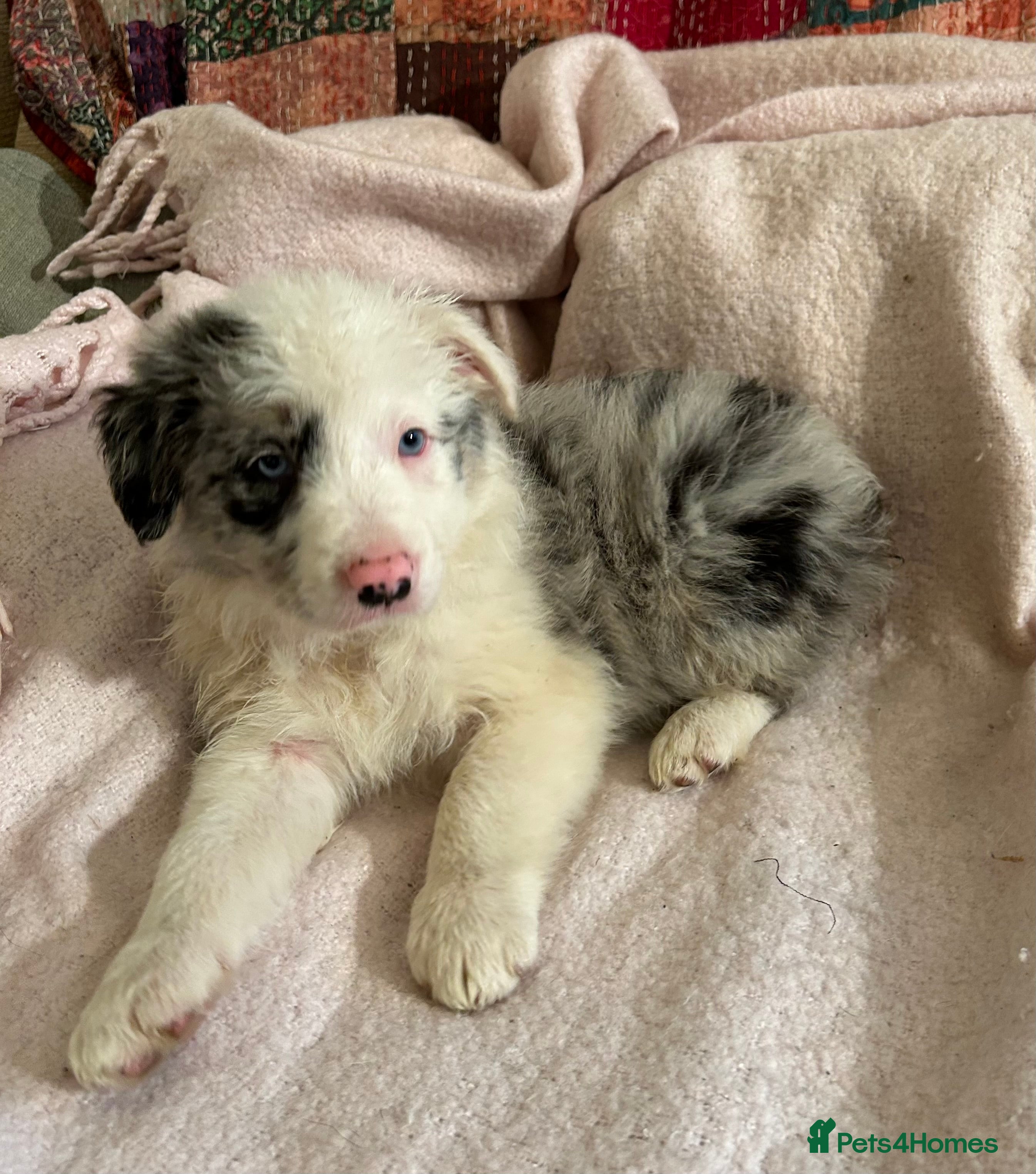 Border Collie dogs ONE BEAUTIFUL BLUE MERLE BORDER COLLIE PUP - Advert 6