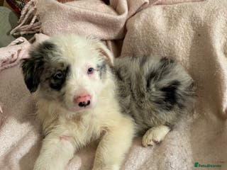 Border Collie dogs ONE BEAUTIFUL BLUE MERLE BORDER COLLIE PUP - Advert 4