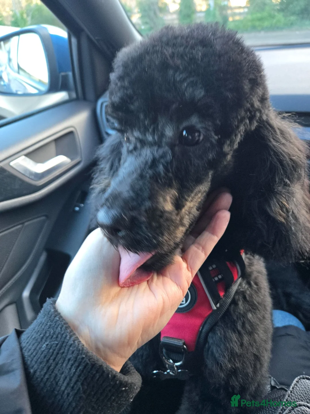 Toy Poodle dogs for stud: KC Register Phantom Toy Poodle for stud in Halifax - Advert 2