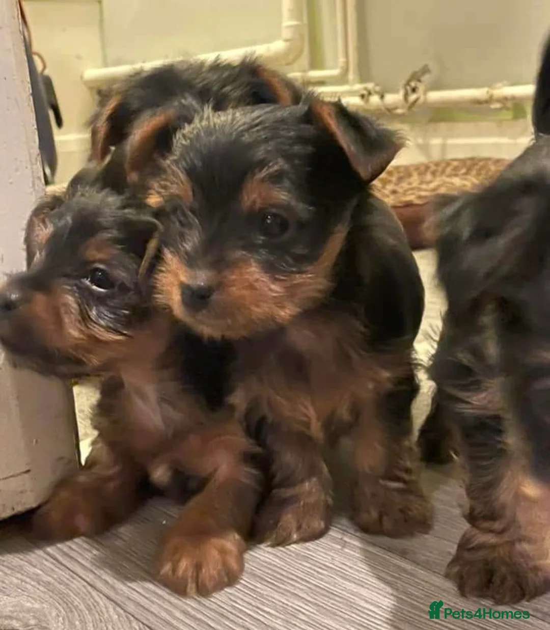 Yorkshire Terrier dogs for sale: 3 boys and 2 girls in Manchester - Advert 1