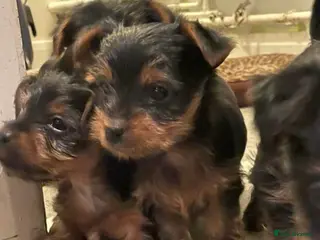 Yorkshire Terrier dogs 3 boys and 2 girls - Advert 2
