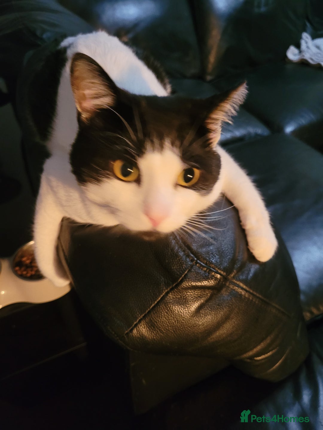 British Longhair cats for sale: Male Cat for sale  - Advert 4