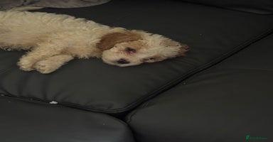 Mixed Breed dogs - Advert 4