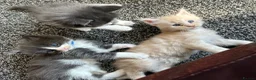 Maine Coon cats for sale: Maine coon kittens  - Advert 7
