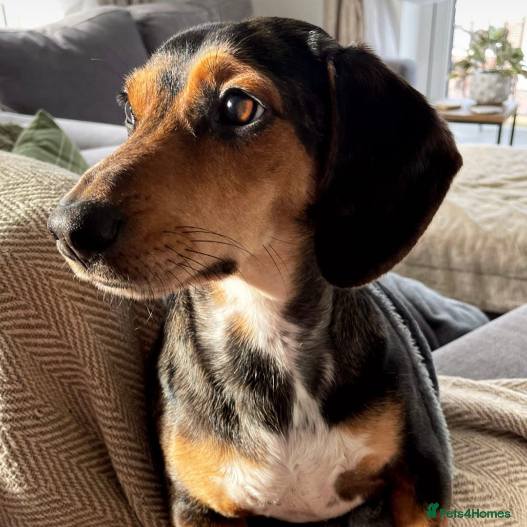 Mixed Breed dogs for sale: Well loved family dog looking for a new home - Advert 2