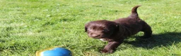 Labradoodle dogs for sale: Stunning Red Merle and Chocolate Labradoodle Pups in Auchterarder - Advert 10