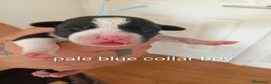  Pale blue collar