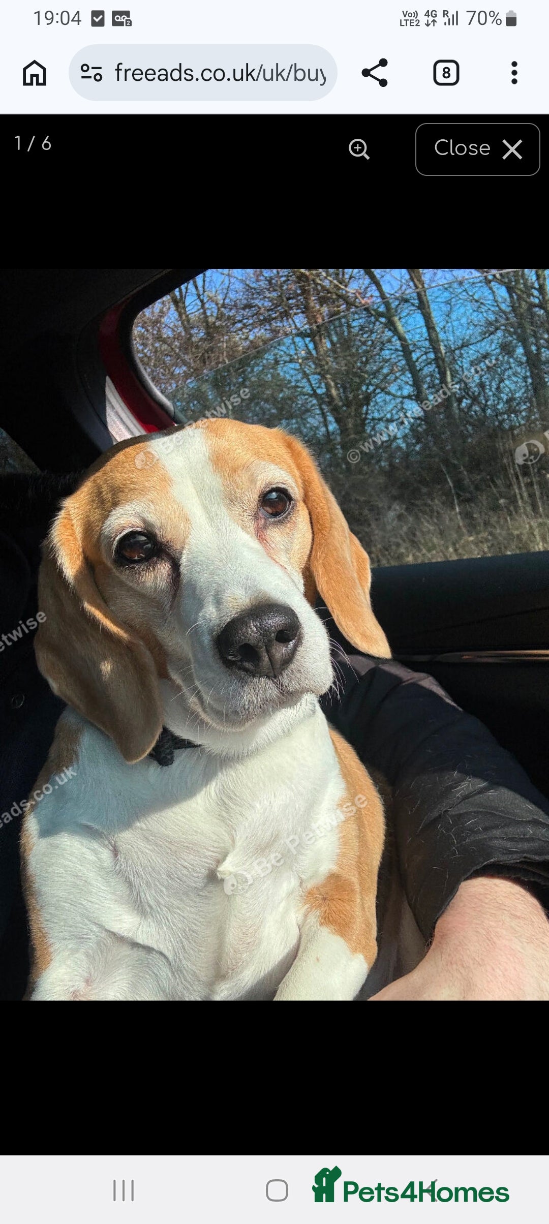 Beagle dogs Beagle  - Advert 1