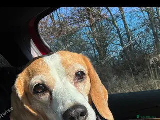 Beagle dogs Beagle - Advert 4