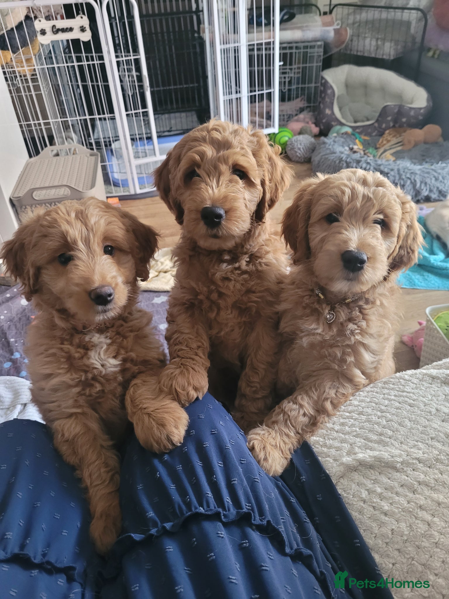 Mini Goldendoodle dogs Pretty Goldendoodle female f1  - Advert 2