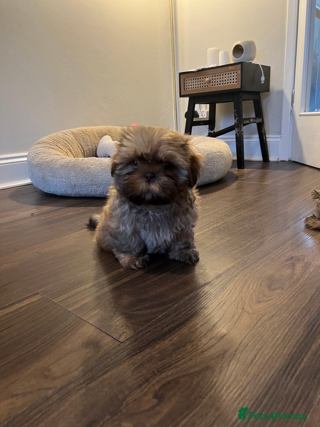 Shih Tzu dogs for sale: Imperial Shih Tzu for sale - Image 8