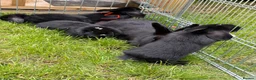 Mixed Breed rabbits for sale: Bunnies for sale  - Advert 6