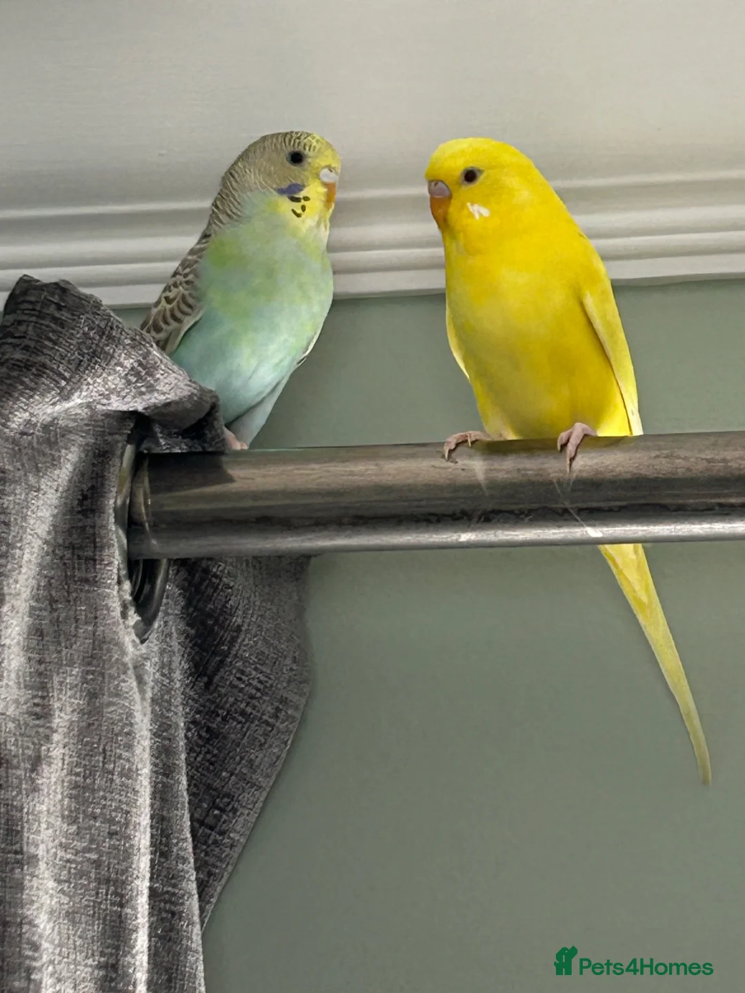 Budgerigars birds for sale: Two budgies with cage in Newton Abbot - Advert 1