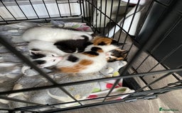 British Shorthair cats for sale: 4 Kittens for sale - Image 14