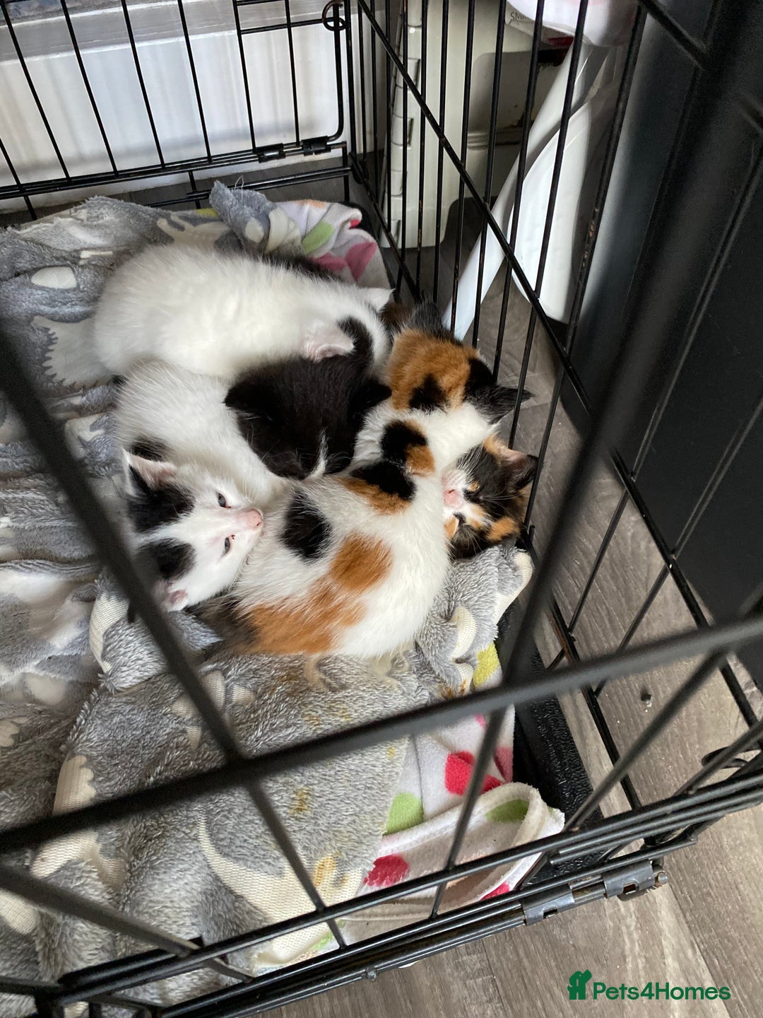 British Shorthair cats for sale: 4 Kittens for sale - Image 14
