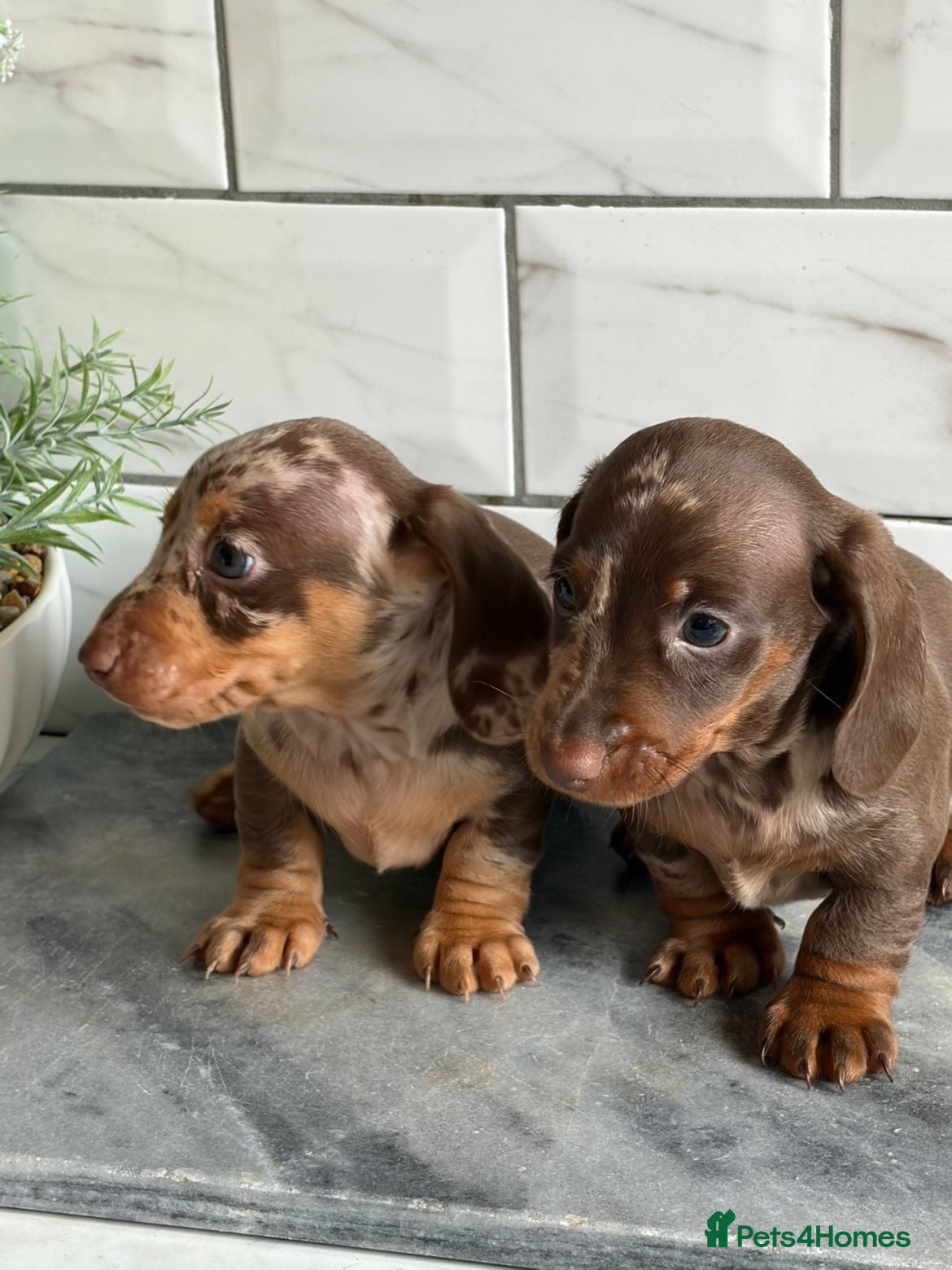 Miniature Dachshund dogs Miniature dachshunds 💖  - Advert 8