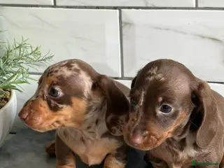 Miniature Dachshund dogs Miniature dachshunds 💖 - Advert 8