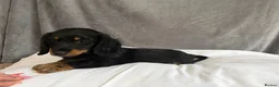 Dachshund dogs for sale: Dachshund puppies in Manchester - Advert 5