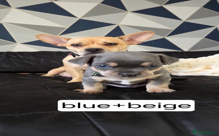 Mixed Breed dogs - Advert 2