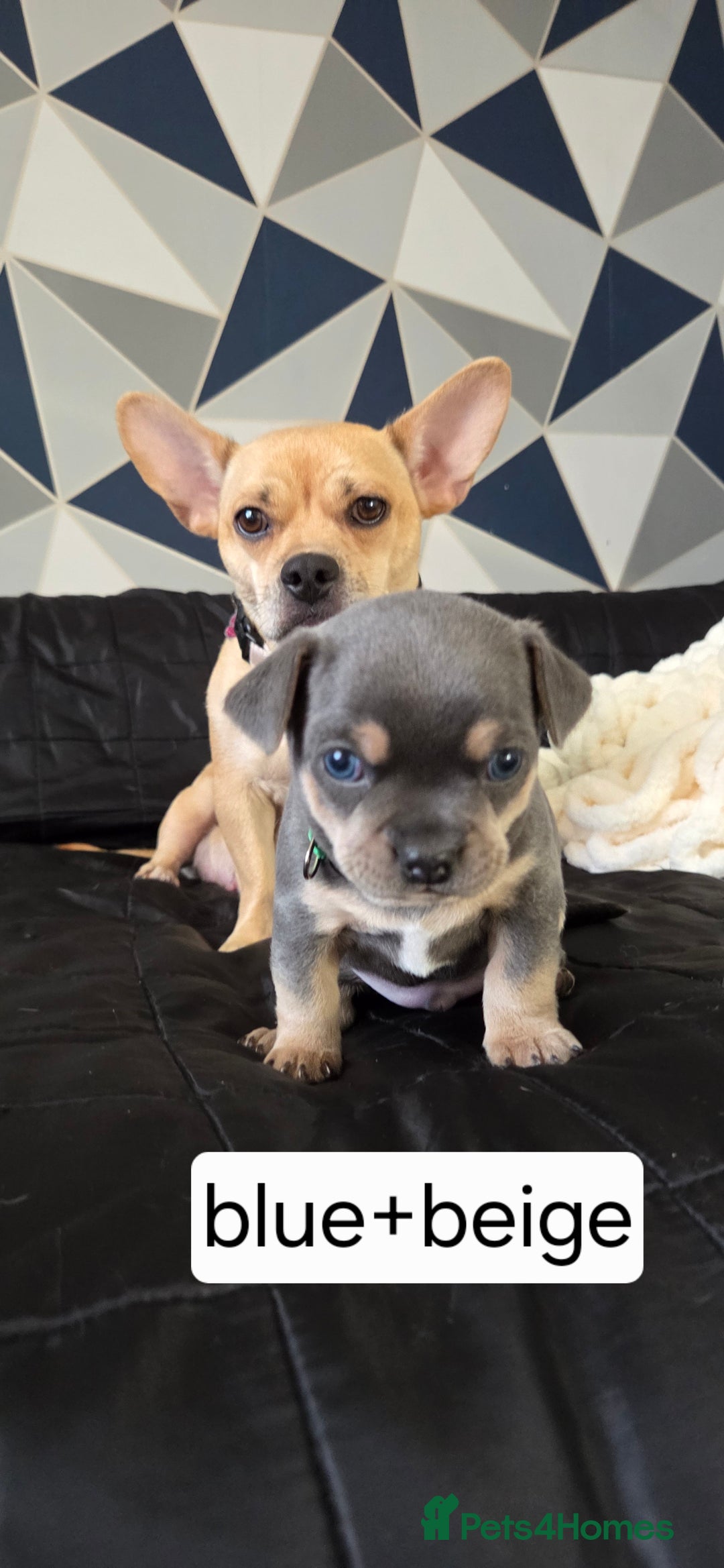 Mixed Breed dogs for sale: Adorable F1b Bullhuahua puppies - Image 1