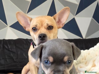 Mixed Breed dogs - Advert 35