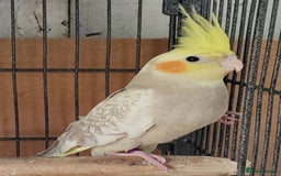 Cockatiels birds for sale: Beautiful Aviary bred baby Cockatiels  - Image 4