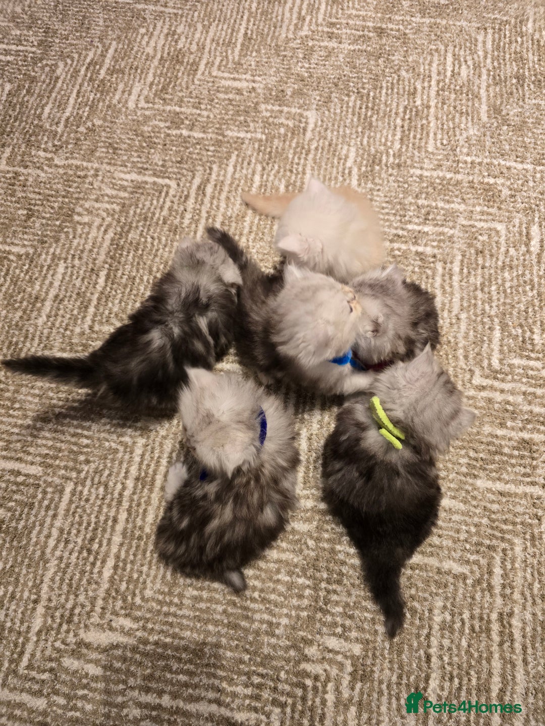 Persian cats for sale: Persian fluffy angels - Advert 22