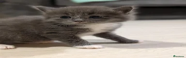 Russian Blue Grey Boy