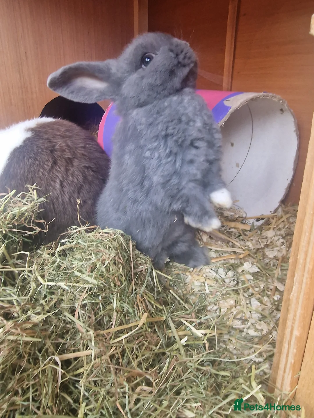 Mini Lop rabbits for sale: Beautiful Mini Lop Does - Advert 2
